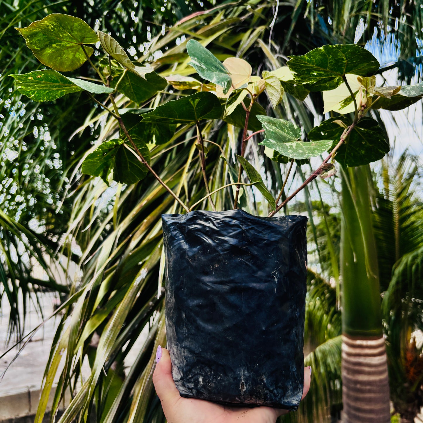 Hibiscus Tilleaceus Variegada (Majagua Arcoíris)