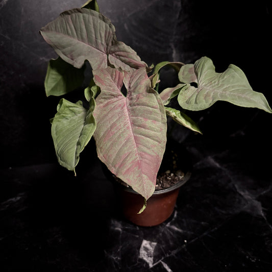 Syngonium Milk Confetti "4