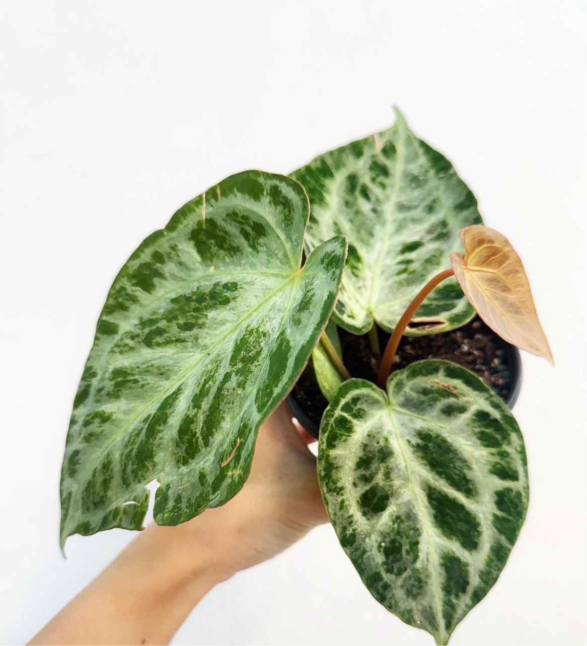Anthurium Silver Blush Mint “4