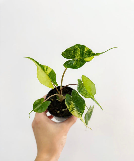 Alocasia Stingray Variegada “4