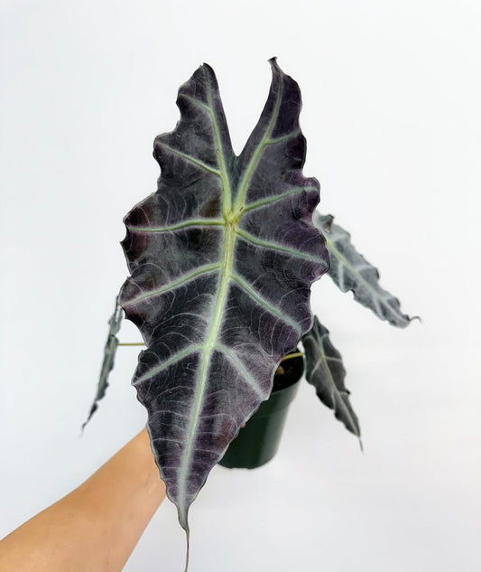 Alocasia Amazónica Purpley “6