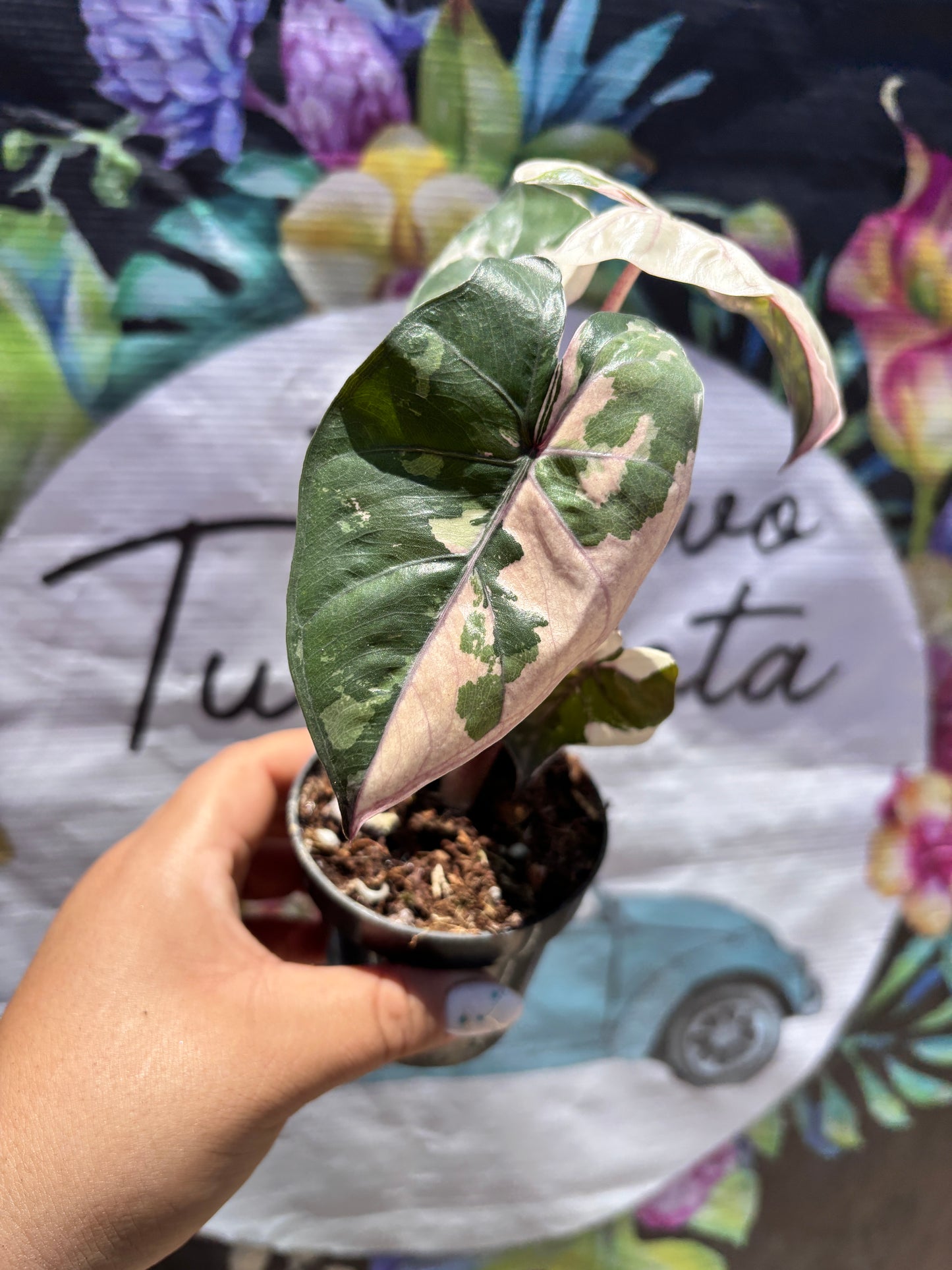 Alocasia Yucatan Princess Variegada "4
