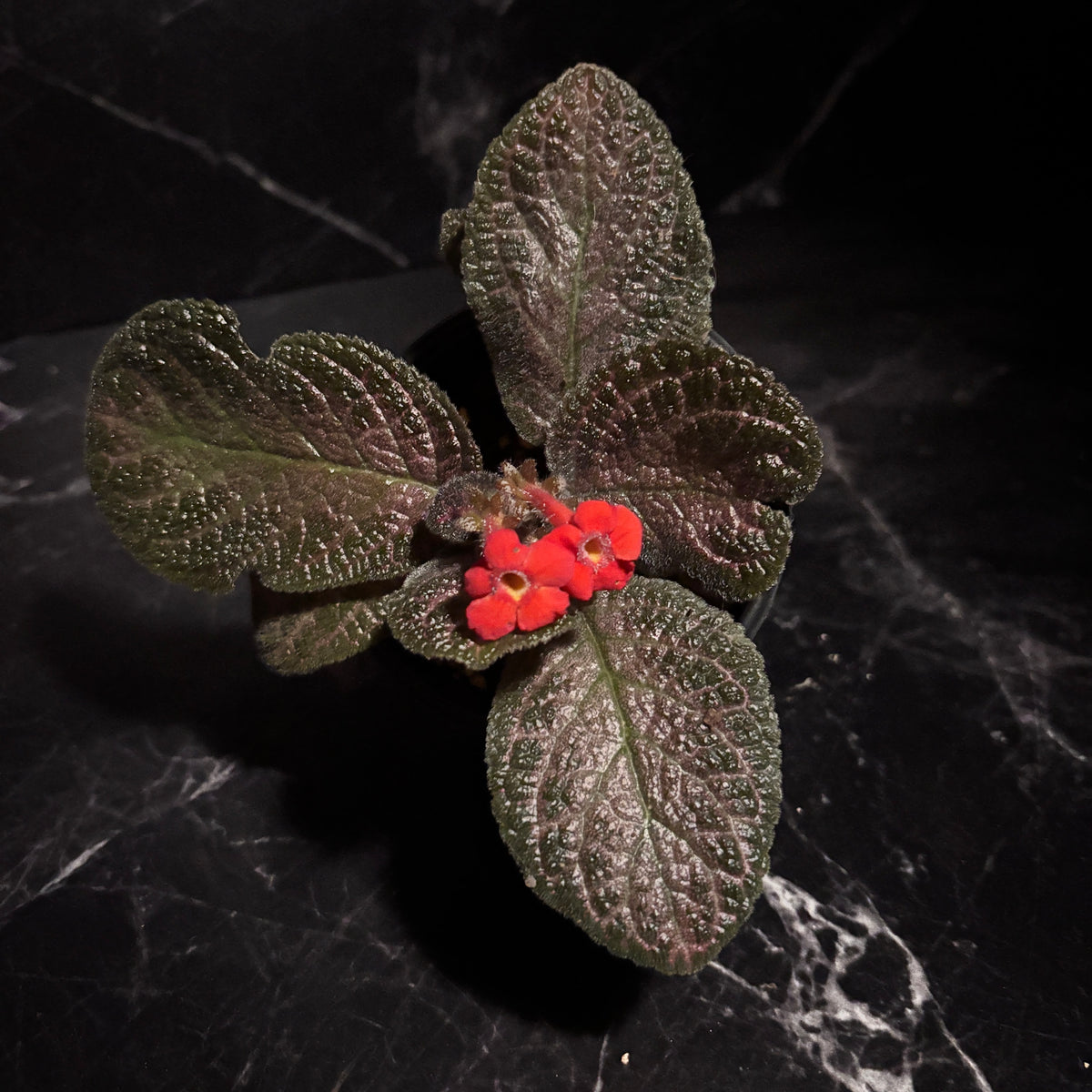 Episcia Alice Aussie “4