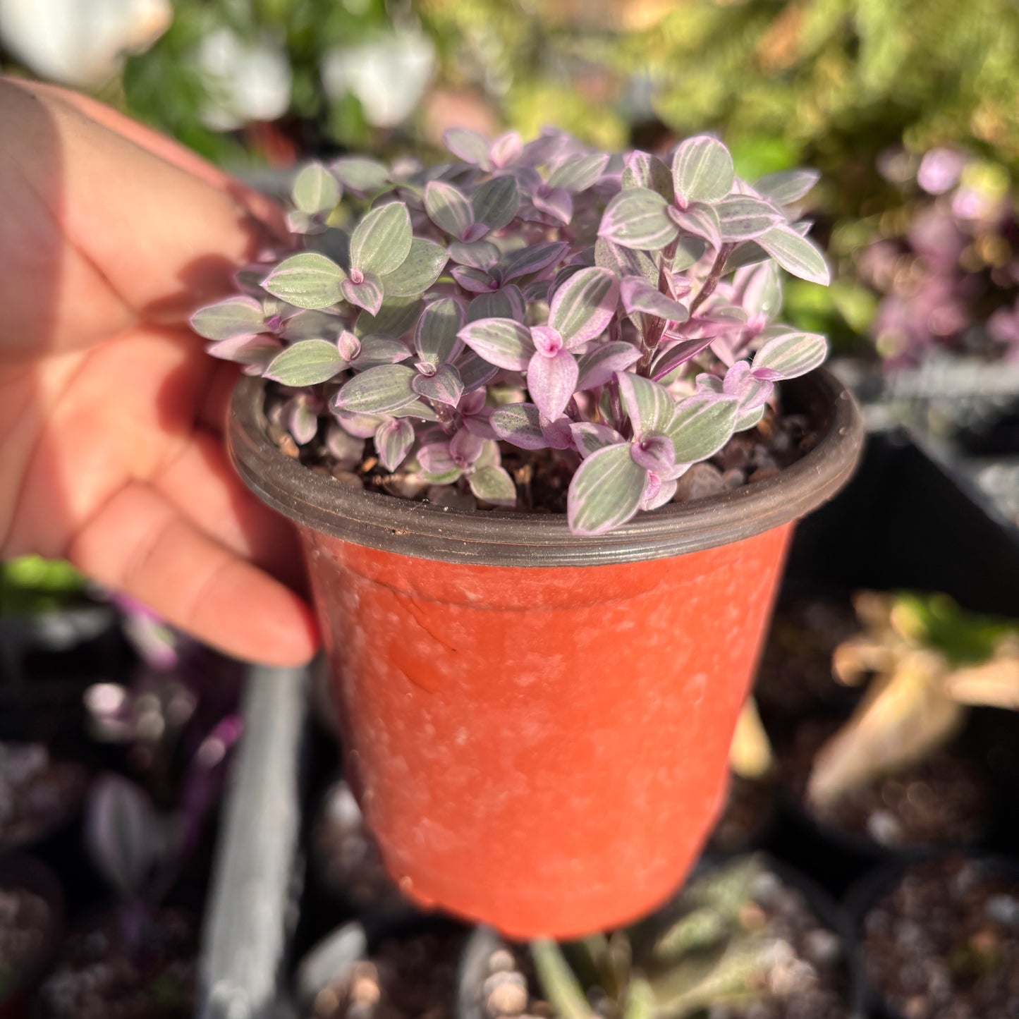 Callisia Pink Lady “4