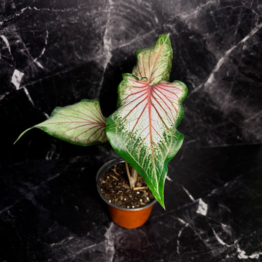 Caladium Pink Gem “5