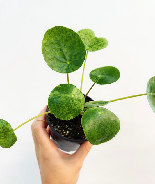 Pilea Mojito “4