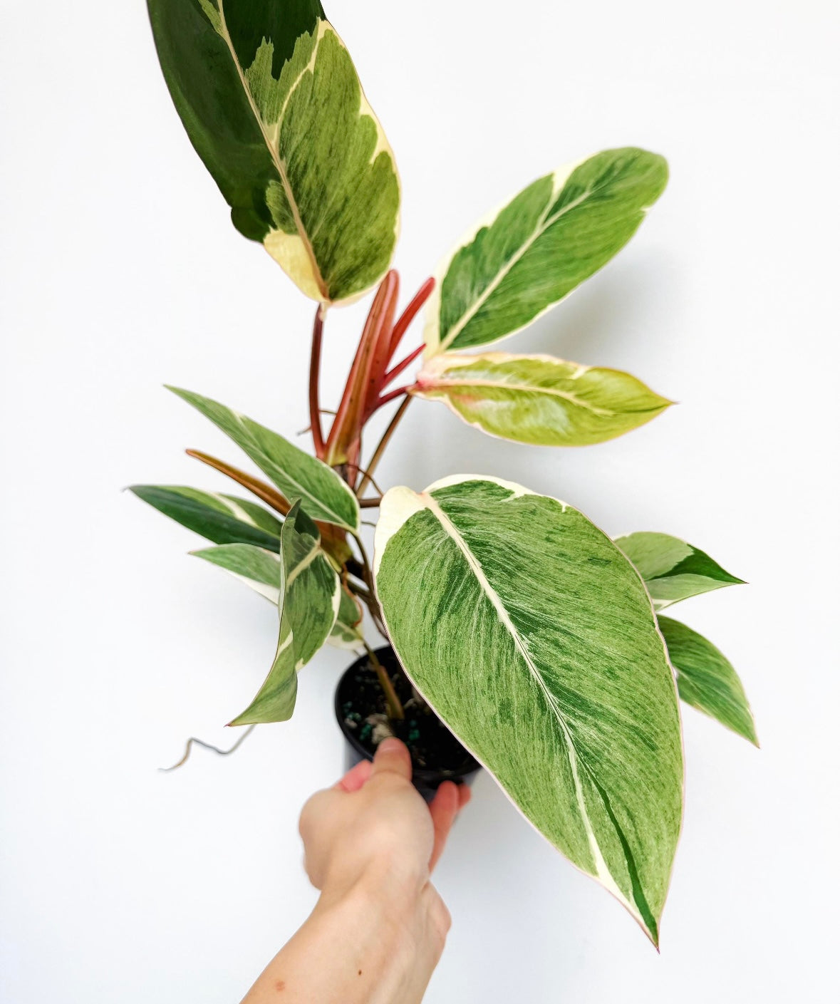 Philodendron Shady Lady “4