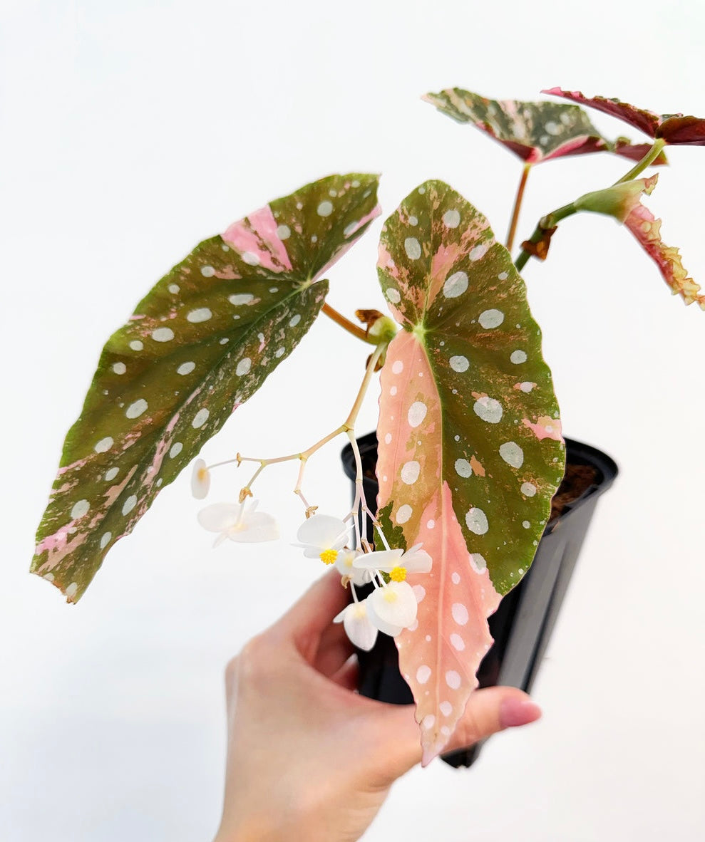 Begonia Maculata Pink Variegada “4