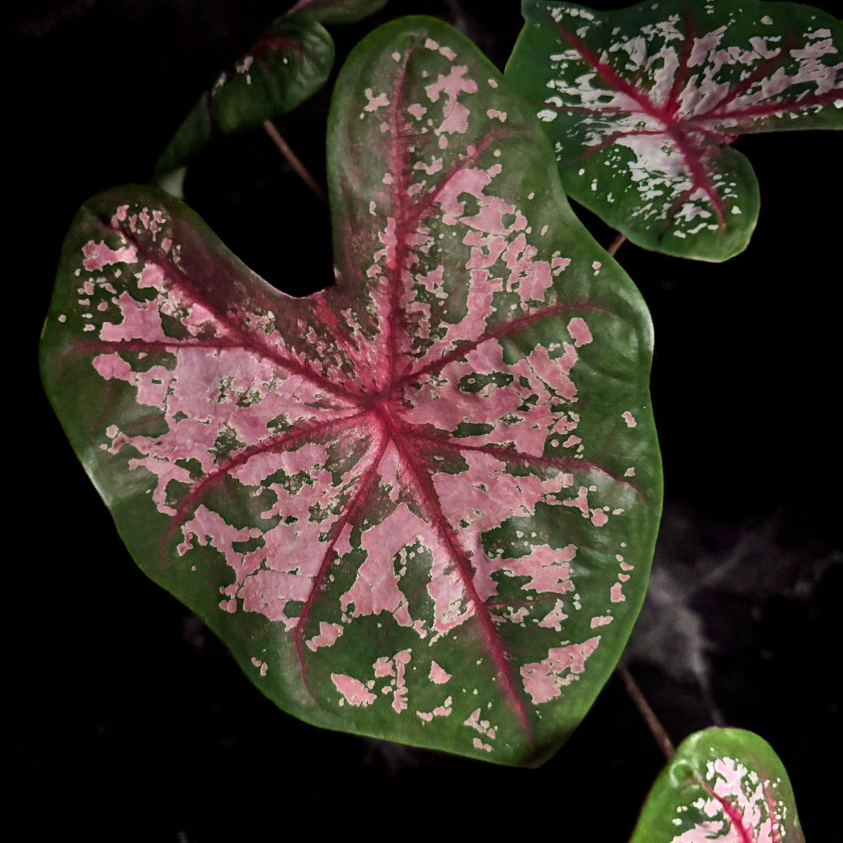 Caladium Carolyn Worthon “6