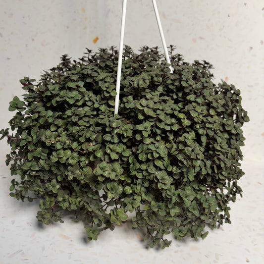 Callisia Rapens "7