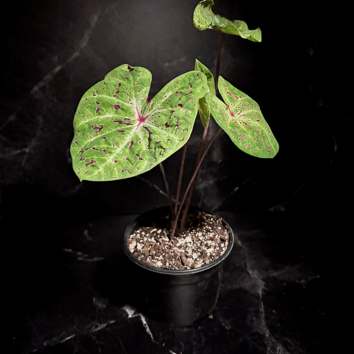 Caladium Miss Muffet “6