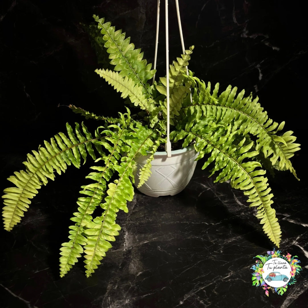 Helecho Boston Variegado “7 colgante