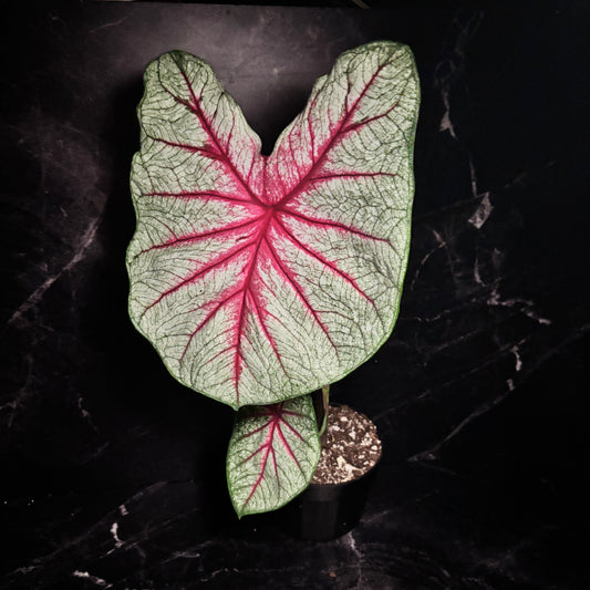 Caladium Fiesta “6 XXL