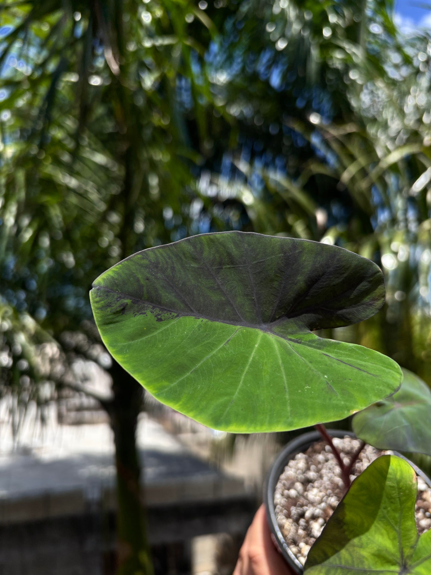 Colocasia Black Marble “5