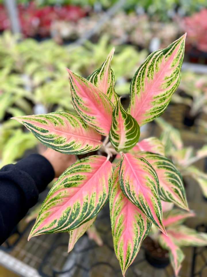 Aglaonema Pink Panama "4