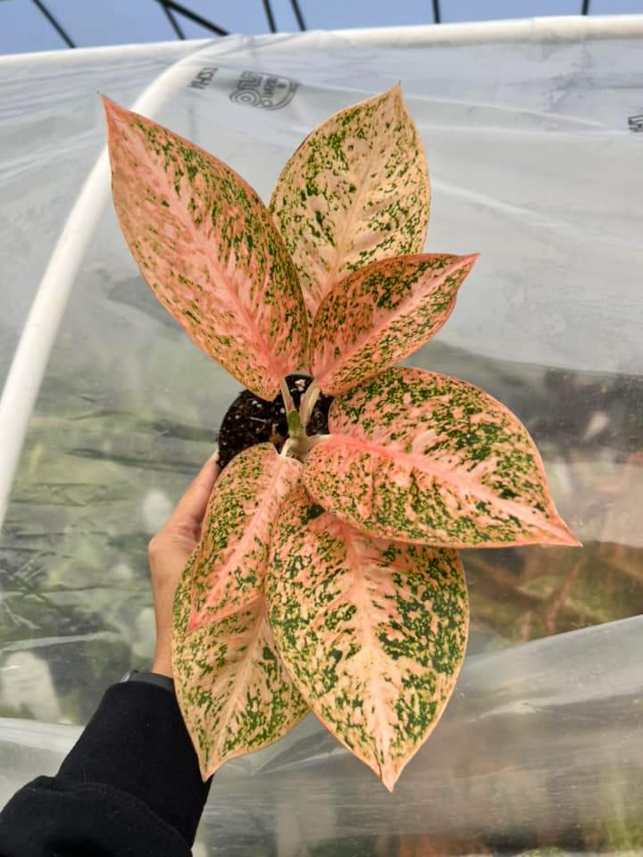 Aglaonema Orange Stardus