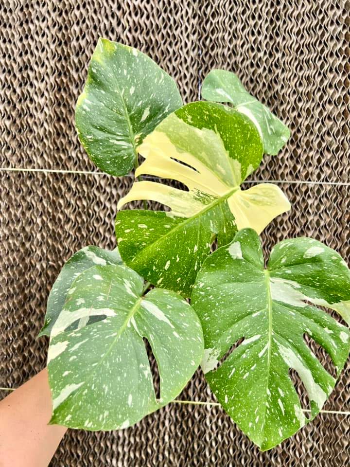 Monstera Thai Constellation "6