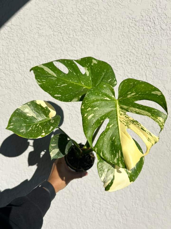 Monstera Thai Constellation "6