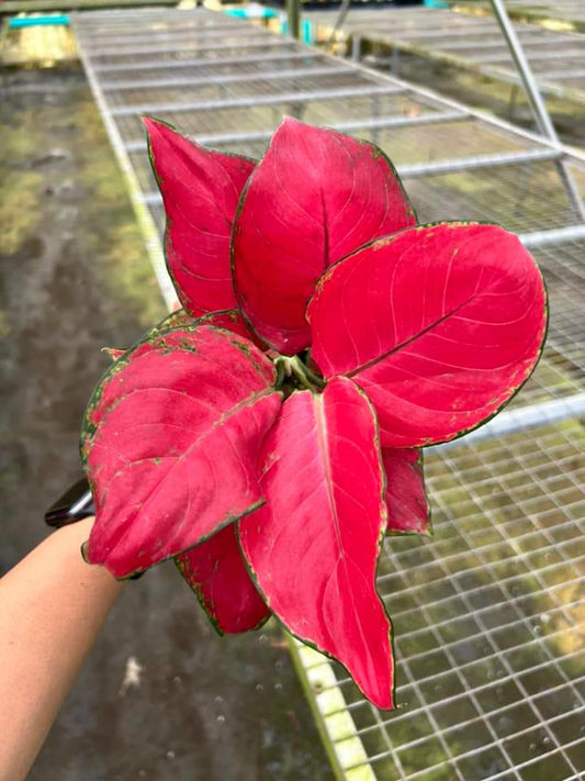 Aglaonema Super Red "4