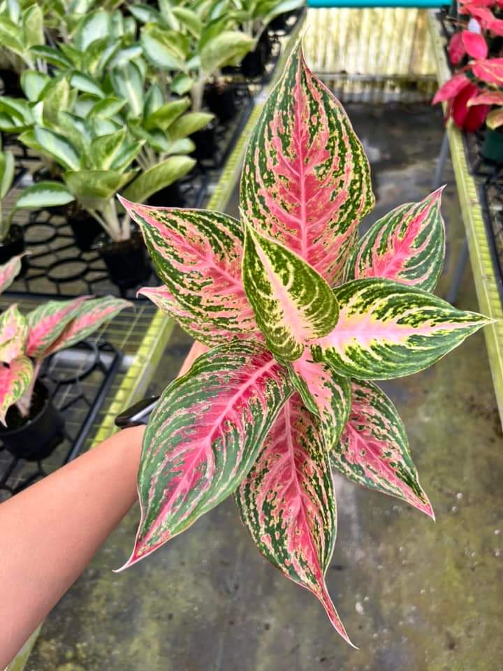 Aglaonema Mahanakorn "4