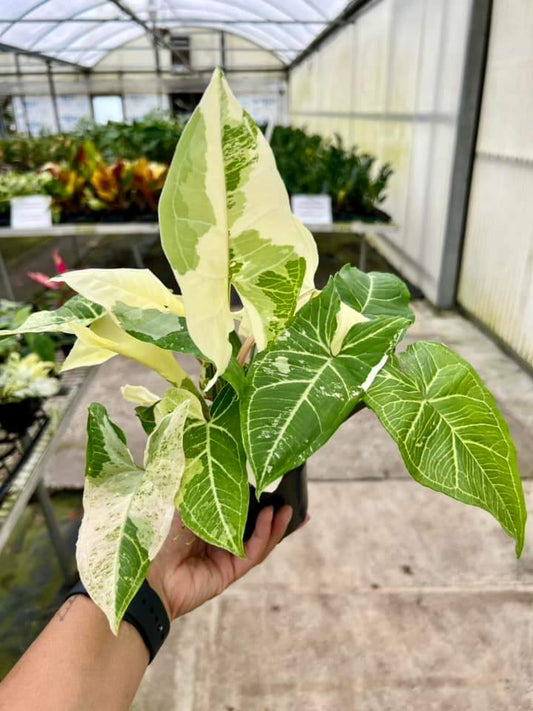 Syngonium Batik Variegado "4