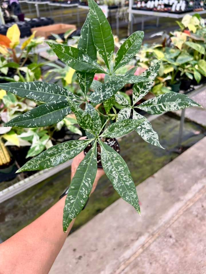 Pachira Aquatica Variegada (Money tree)