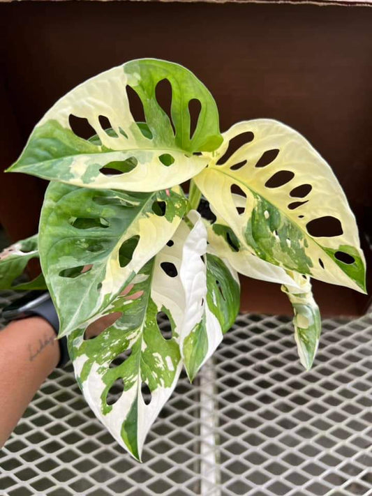 Monstera Adansonii Albo Variegada "4