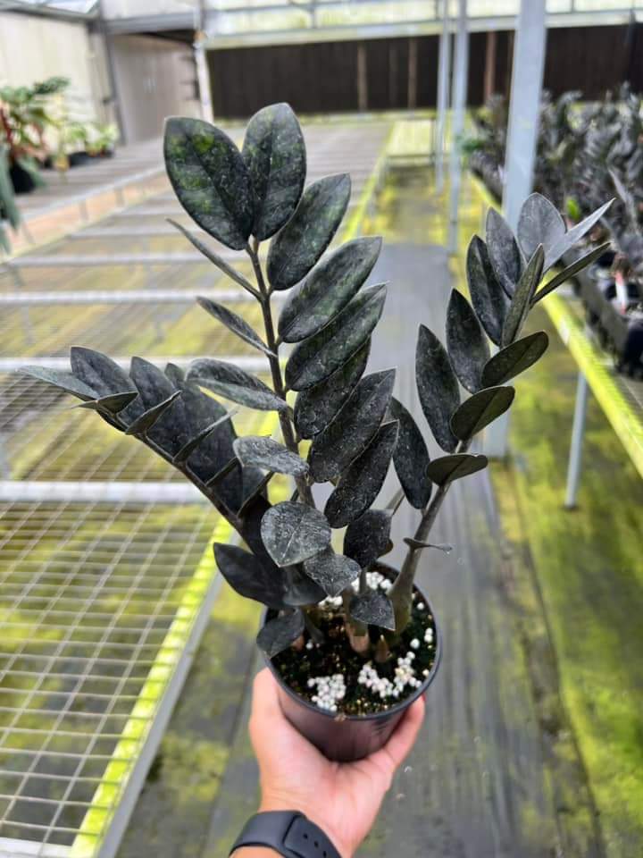 Zamioculca Zamiifolia Black Raven "6