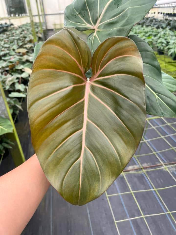 Philodendron Summer Glory "5