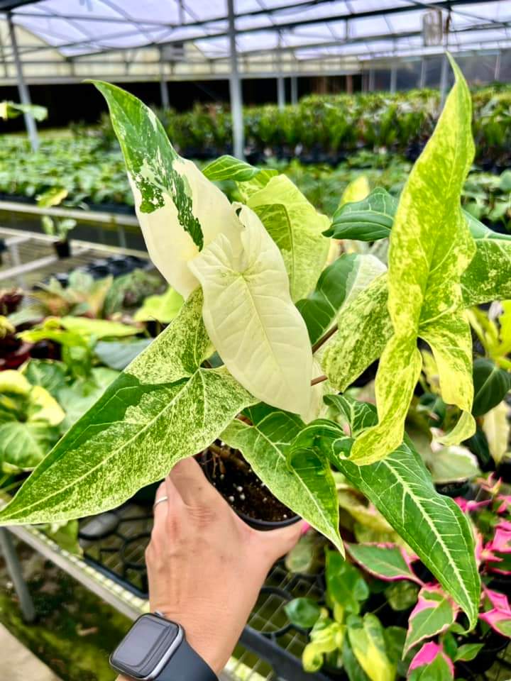 Syngonium Batik Variegado "4