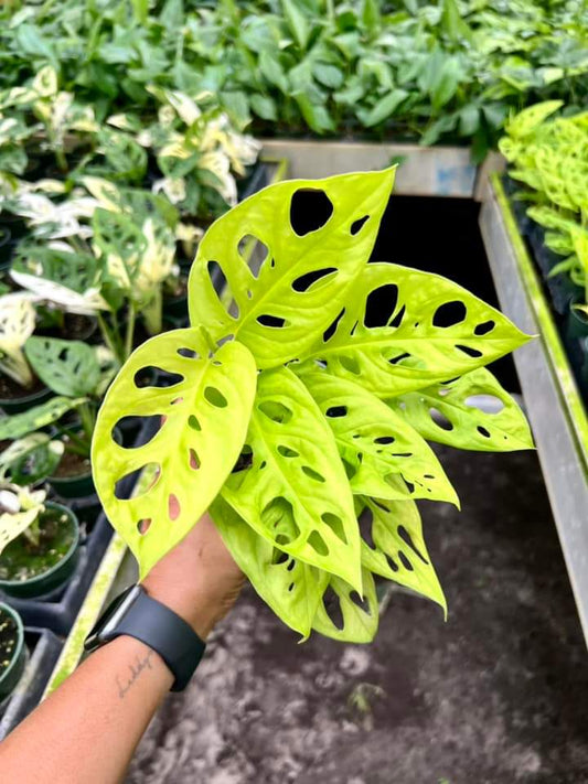 Monstera Adansonii Neon "4