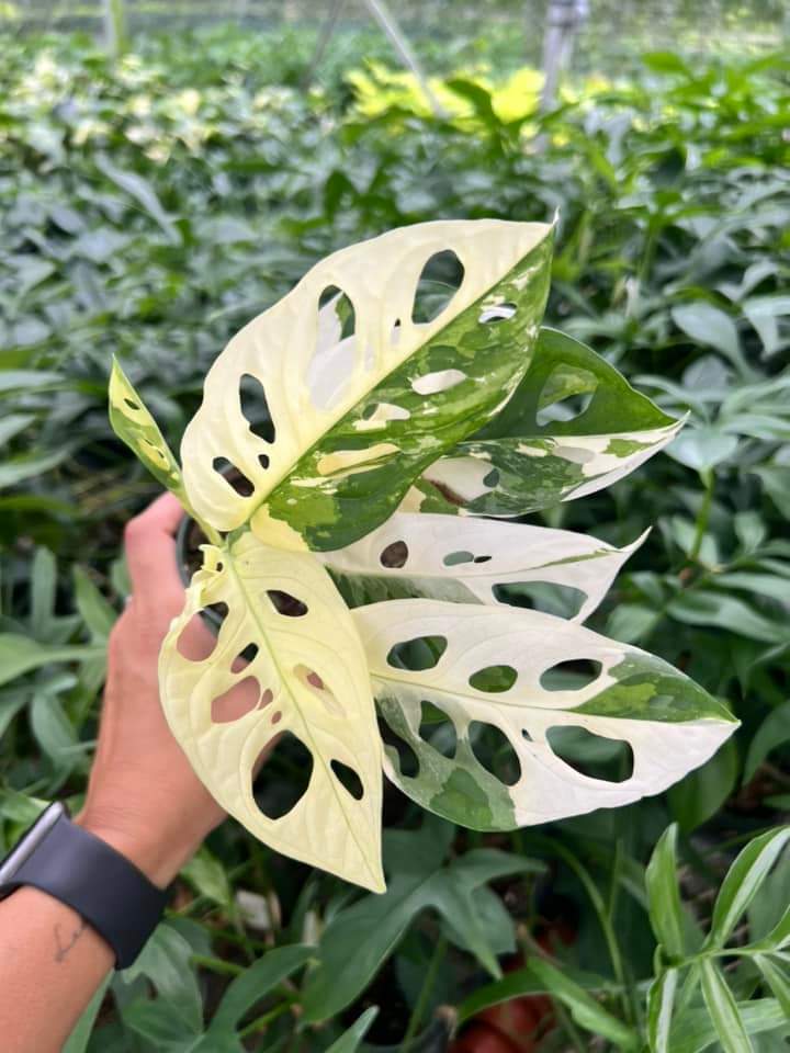 Monstera Adansonii Albo Variegada "4