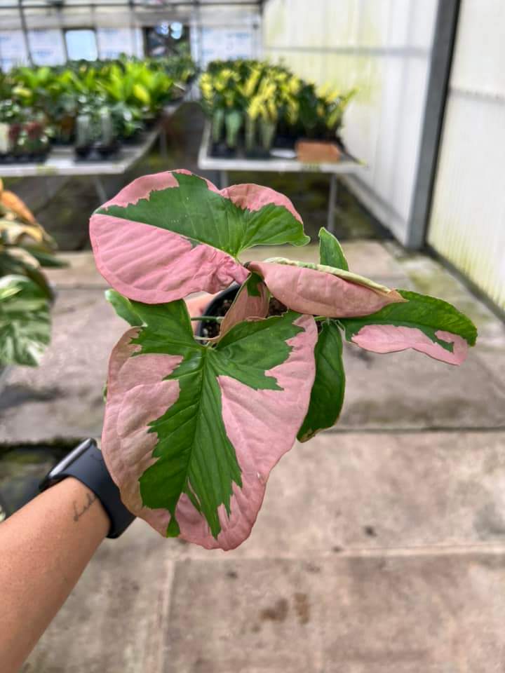 Syngonium pink lava #4