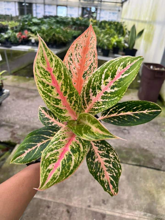 Aglaonema Mongkol Siam "4