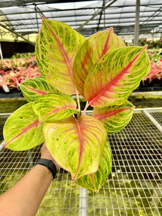 Aglaonema Golden Flourite "5