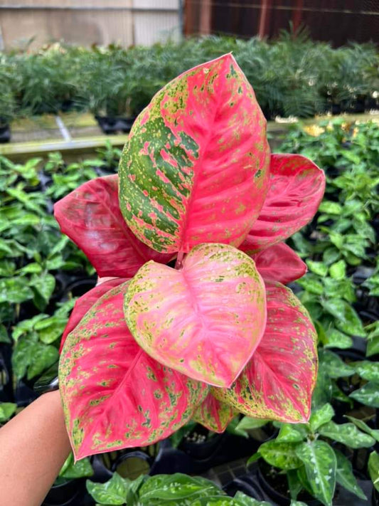 Aglaonema Orange Sombat "4