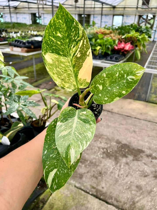 Philodendron Congo Variegado "4