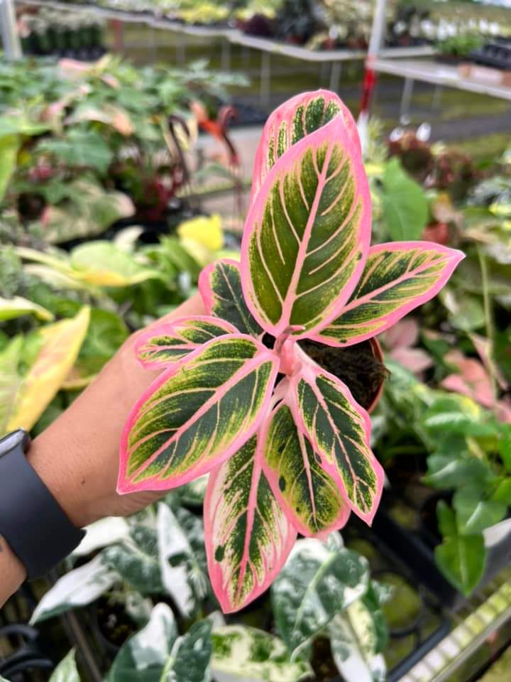 Aglaonema Lotus "4