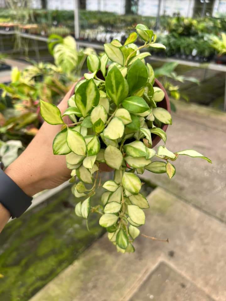 Hoya Heuschkeliana Variegada "4