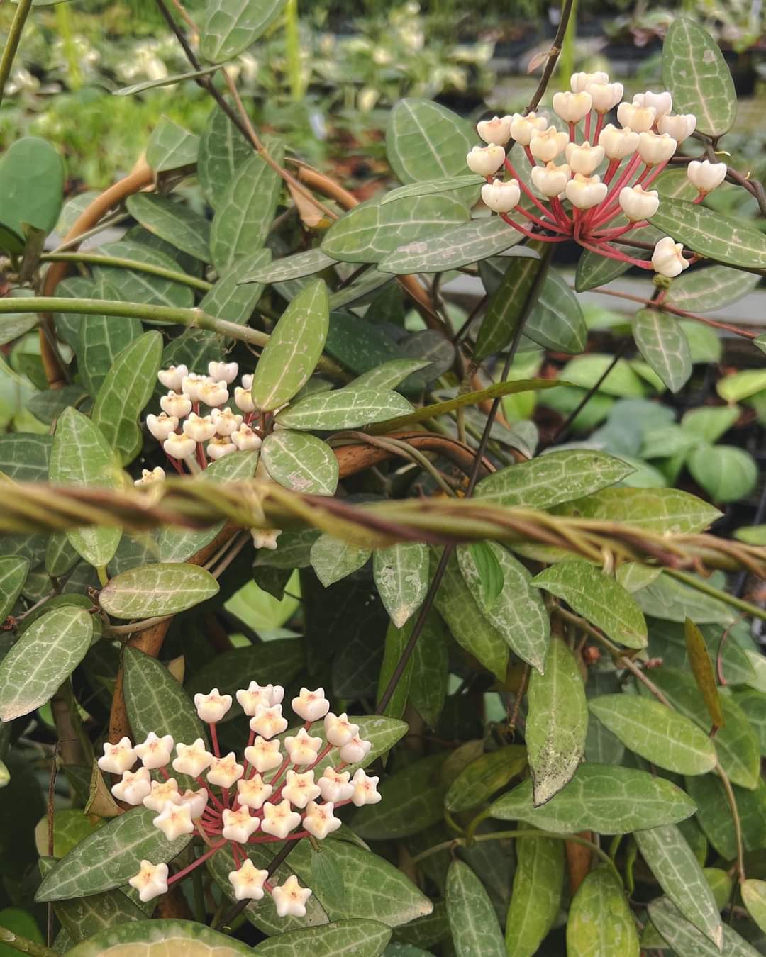 Hoya elliptica "5