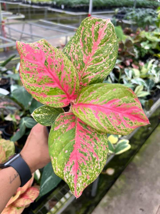 Aglaonema Mahasetti "4