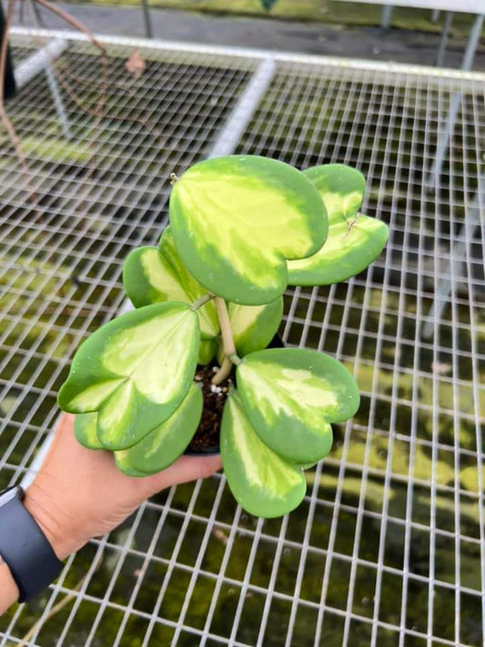 Hoya Kerry Variegado Interior "4