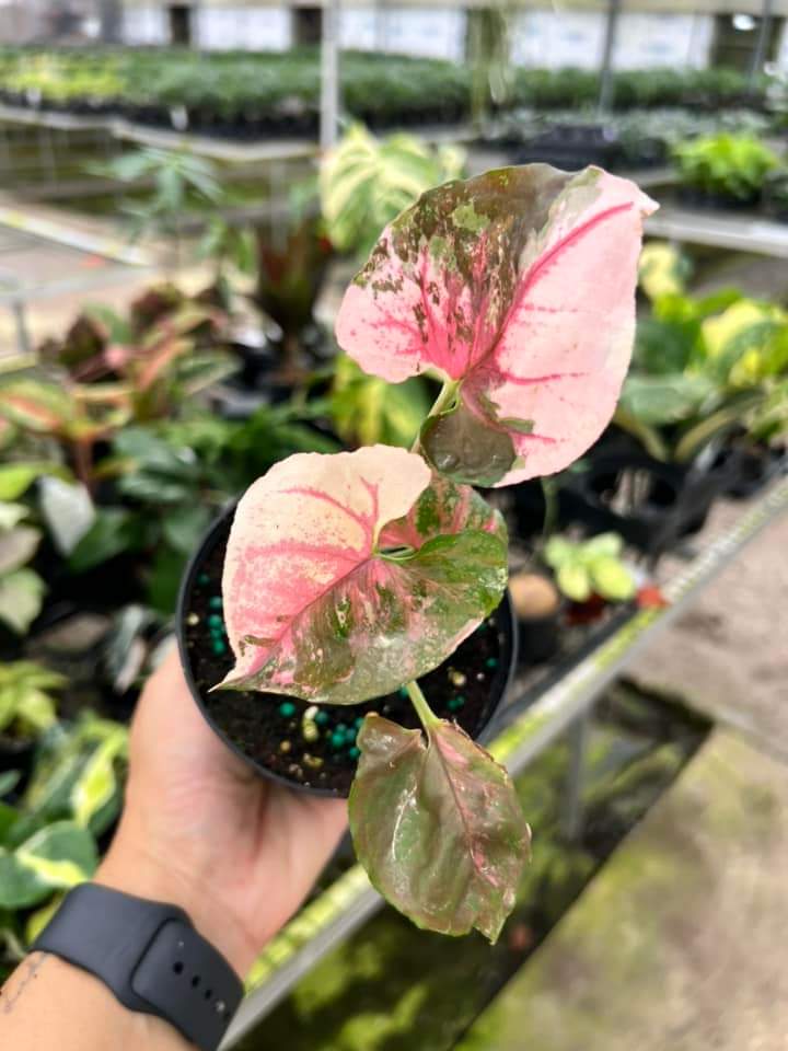 Syngonium Strawberry Galaxy Ice "4