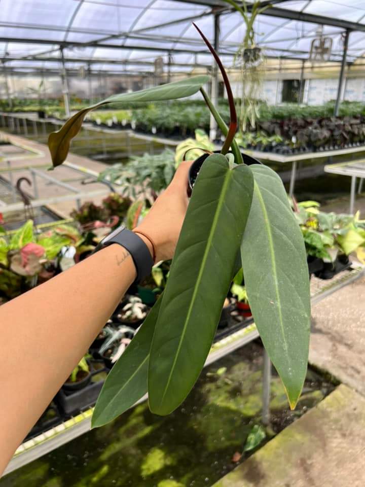 Philodendron Bicolor "4