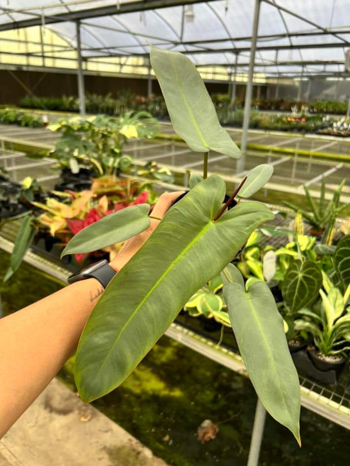 Philodendron Atabapoense "5