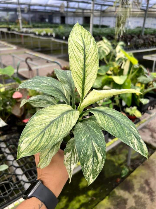 Spathiphyllum Sensation Mint "4