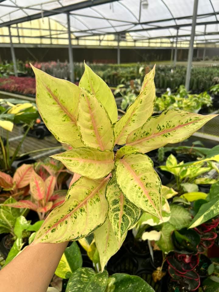 Aglaonema Lucky