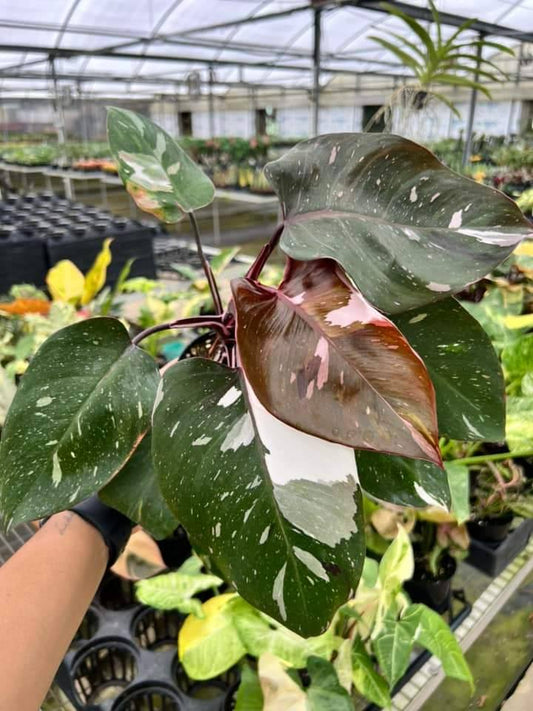 Philodendron Red Anderson "5