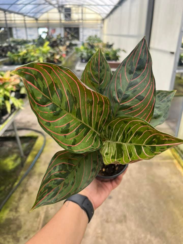 Aglaonema Red Army "4