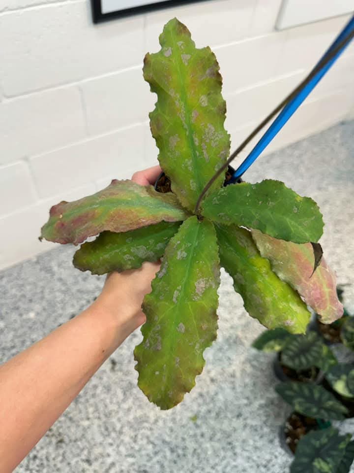 Hoya Undulata "4